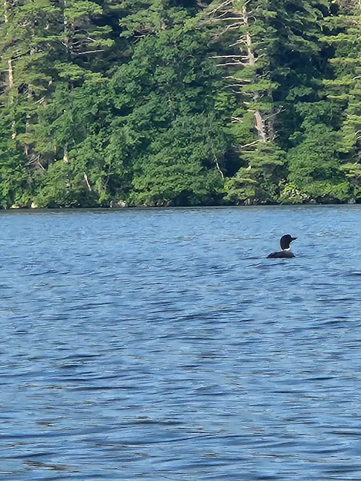 Squam Lakes Camp Resort Picture 10