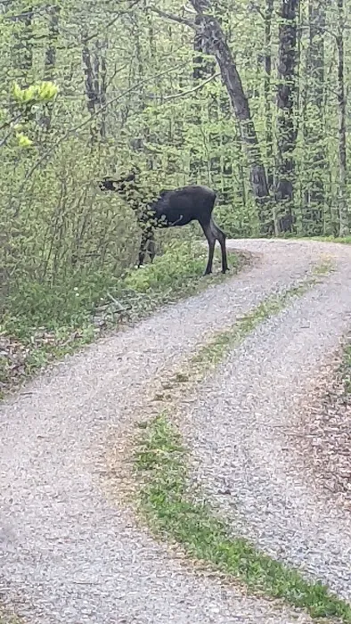 Moosalamoo Campground Picture 3