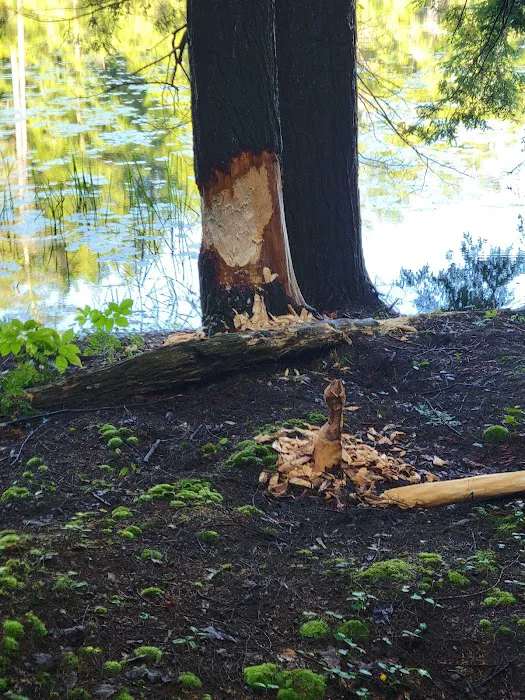 Half Moon Pond State Park Campground Picture 8