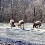 Benezett Store Campground
