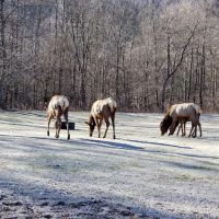 Benezett Store Campground ico