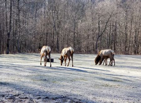 Benezett Store Campground