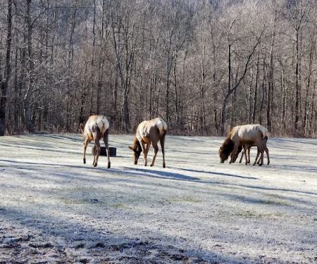 Benezett Store Campground