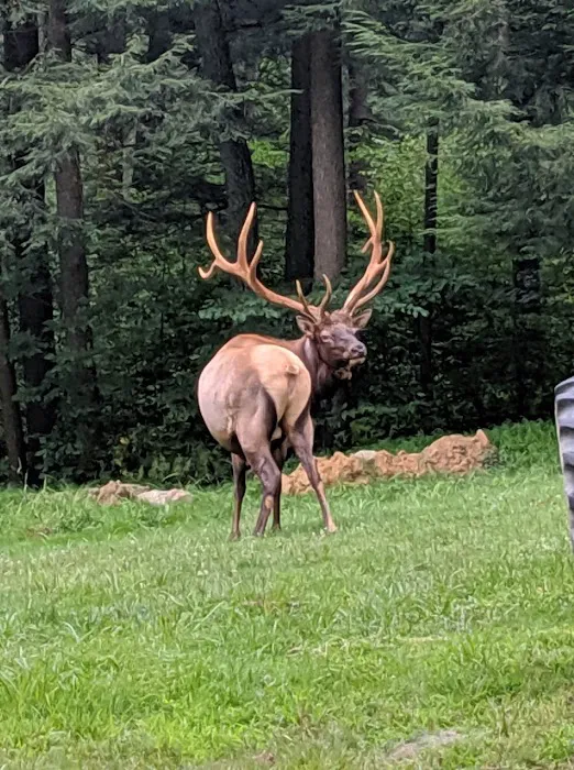 The Big Elk Lick Campground Picture 11