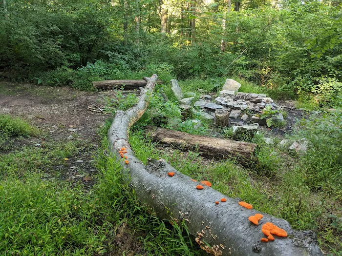 Pogo Memorial Campsite Picture 5