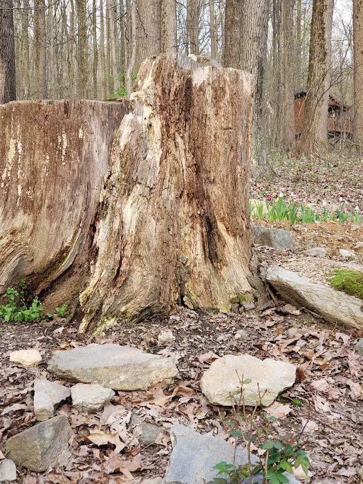 The Treehouse Camp At Maple Tree LLC Picture 5