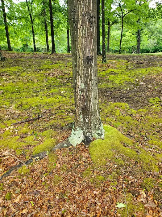Seven Points Campground- Point Camp Loop Picture 6