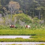 Chincoteague Bay RV Resort & Cottages