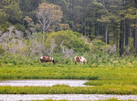 Chincoteague Bay RV Resort & Cottages
