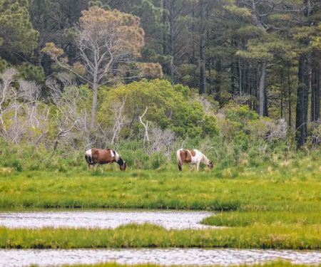 Chincoteague Bay RV Resort & Cottages