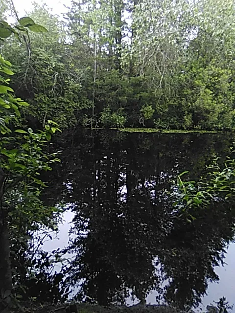 Pine Wood Way Campground Picture 5