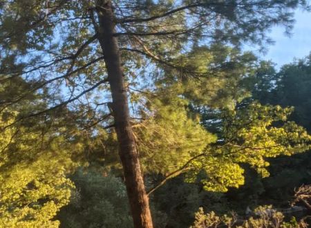 Wellesley Island Provincial Campground