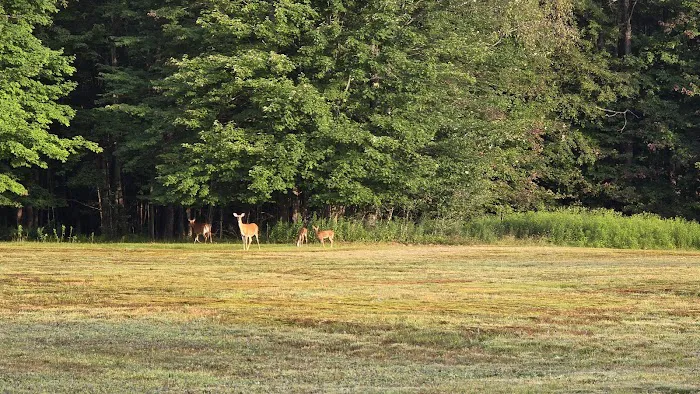 High Pines RV Park Picture 8