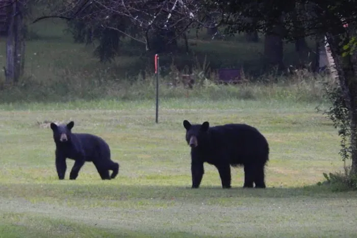 Black Bear Campground Picture 5