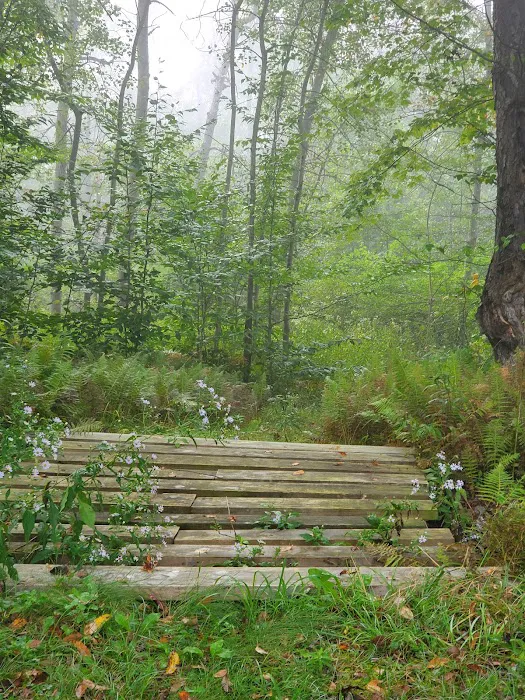 Black Bear Campground Picture 10