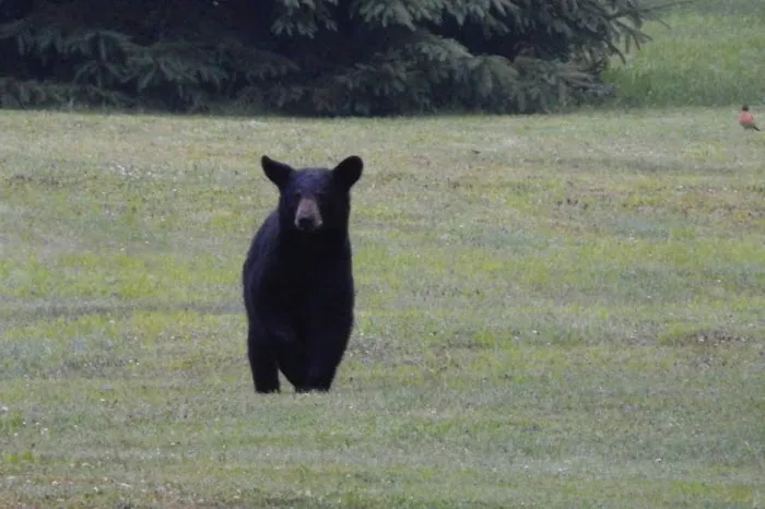 Black Bear Campground Picture 6