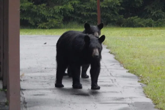 Black Bear Campground Picture 4