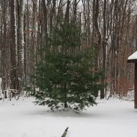 Woodhaven Campgrounds ico