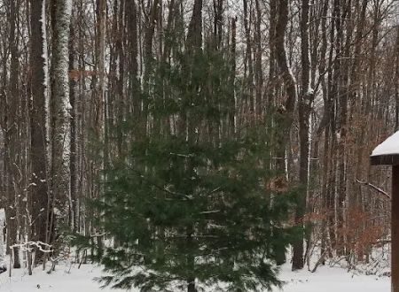 Woodhaven Campgrounds