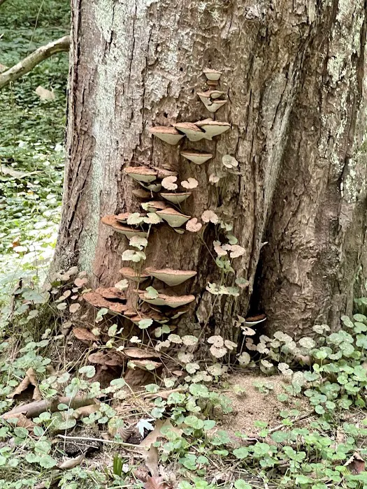 Big Woods Campsite Picture 5