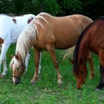 Pleasant Valley Estates Mobile Home Park