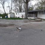 Carvel Manor Slums