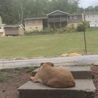 Loffs deugs ico