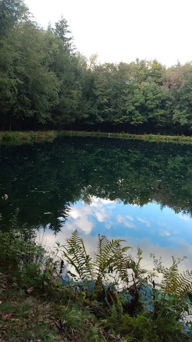 Woodland Park Campground Picture 2
