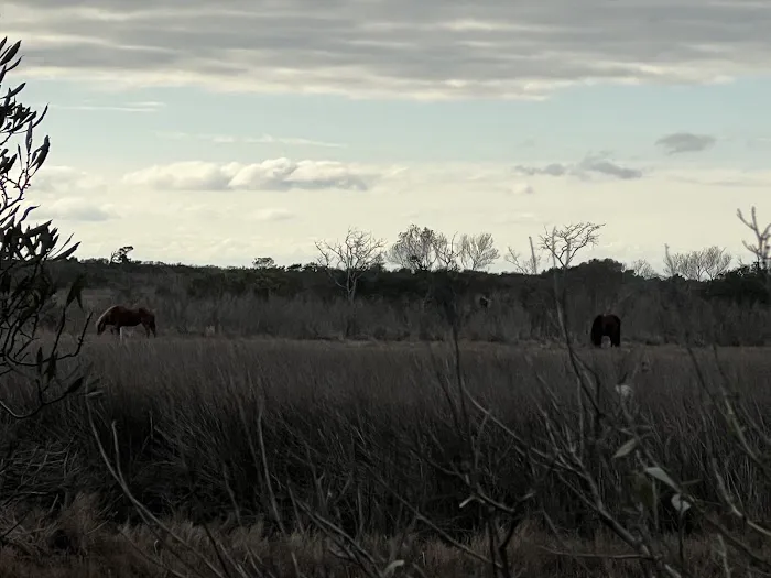TIngles Island Camp, Assateague National Park Picture 5