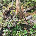 Uphill Leanto