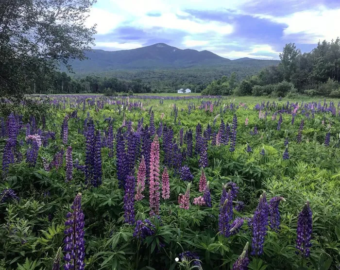 Sacred Nectar Sanctuary Picture 10