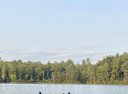 Terrace Pines Camping Area (A Modern America Campground)