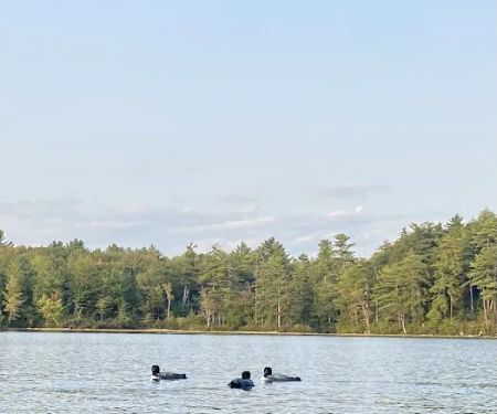 Terrace Pines Camping Area (A Modern America Campground)