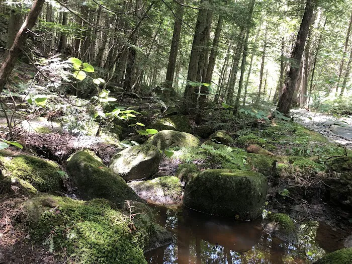 Chapel Pond Campsites Picture 4