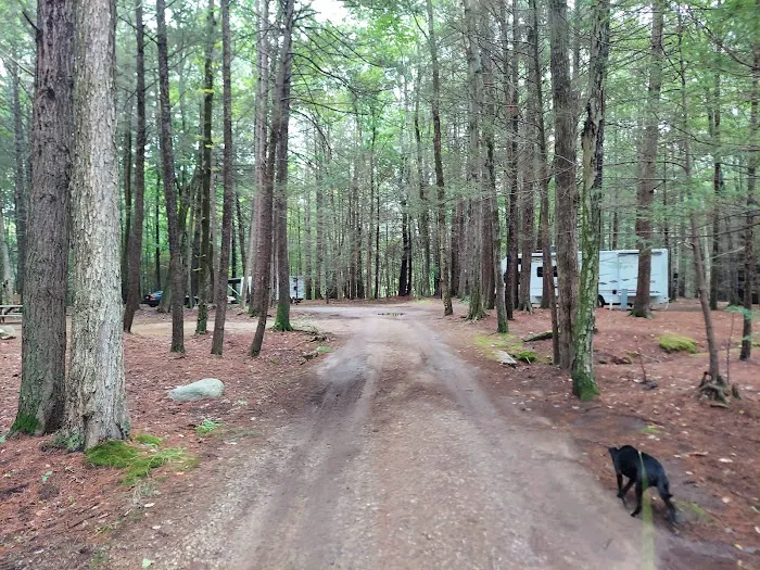 Pinederosa Camping Area Picture 5