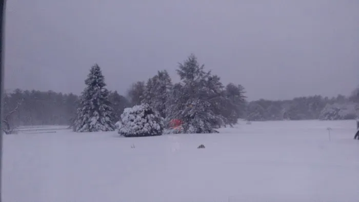 Pinederosa Camping Area Picture 3