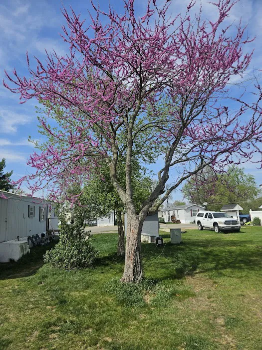 Jackson Mobile Home Park Picture 9