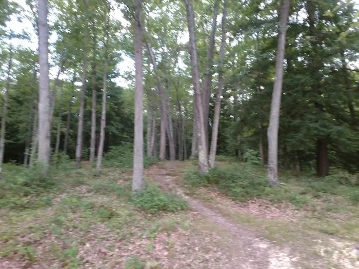 Hooks Brook Campground Picture 2