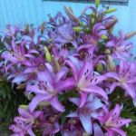 Waynedale Mobile Homes Inc