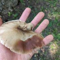 Cacapon Junction Campsite ico