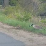 Washburn Lake Village MHC