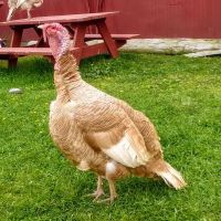 Camp Turkeyville RV Resort ico