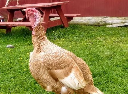Camp Turkeyville RV Resort