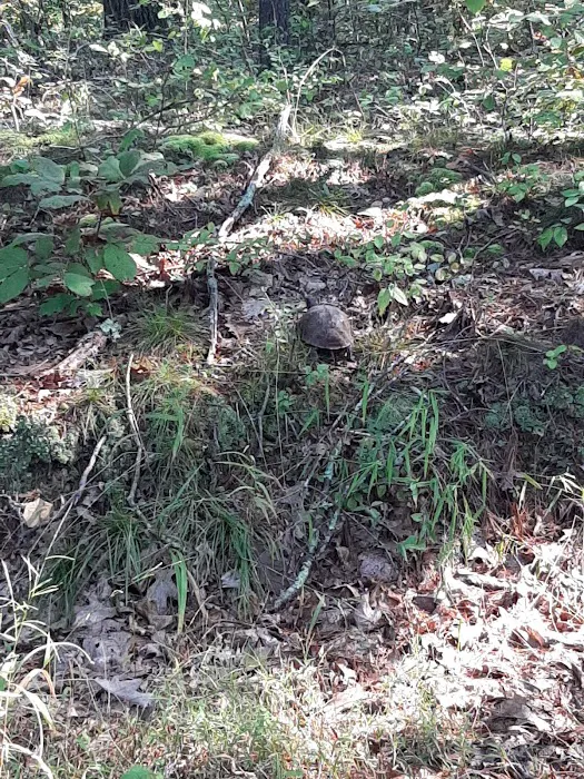 Green Ridge State Forest Camp Site #6 Picture 1