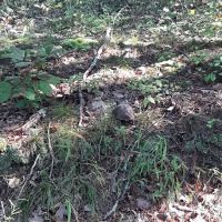 Green Ridge State Forest Camp Site #6 ico