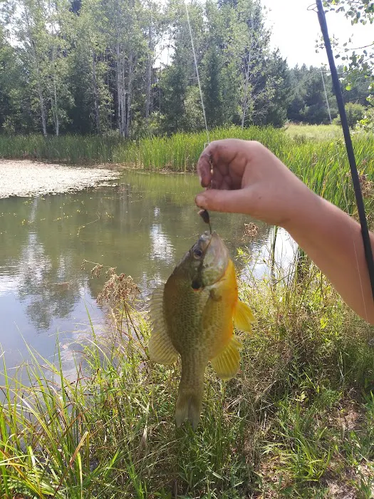 Rushford Lake Campground Picture 6