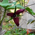 Apple Hill Campground