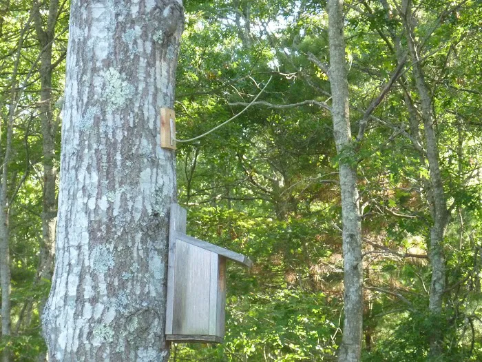 Shawme-Crowell State Forest Picture 6