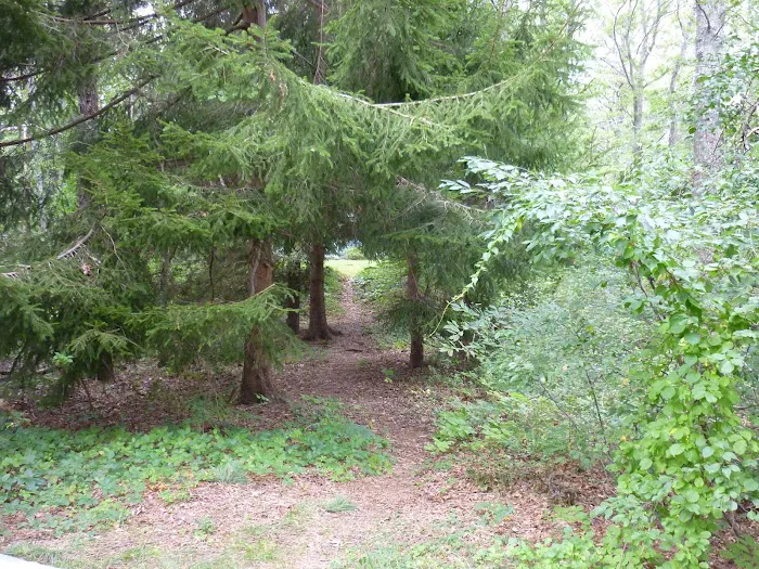 Shawme-Crowell State Forest Picture 5
