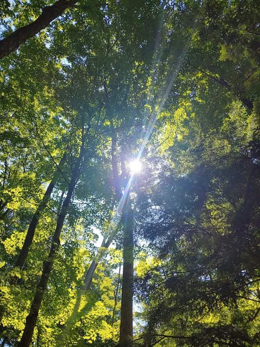 East Otto State Forest Campground Picture 6